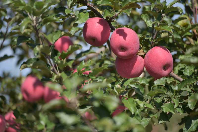 小苹果陕北喝酒版(陕西小苹果叫什么水果)-第4张图片-有道翻译官网