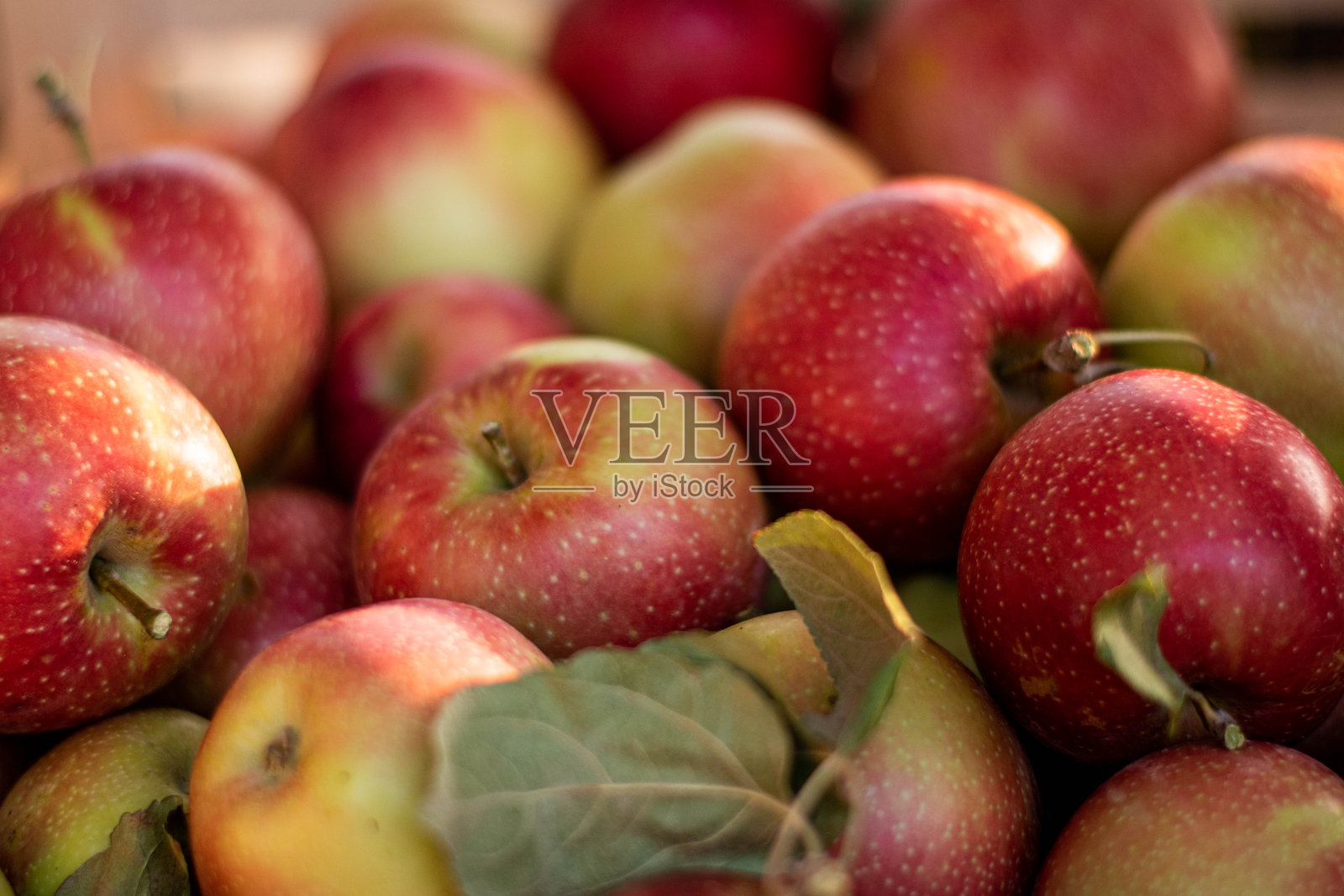 美食摄影苹果版下载(苹果美食相机软件哪个好)